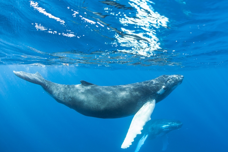 Make it a life goal to see these gentle giants.