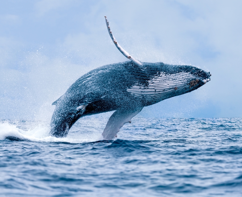The humpback whale migrates north in search of warmer waters.